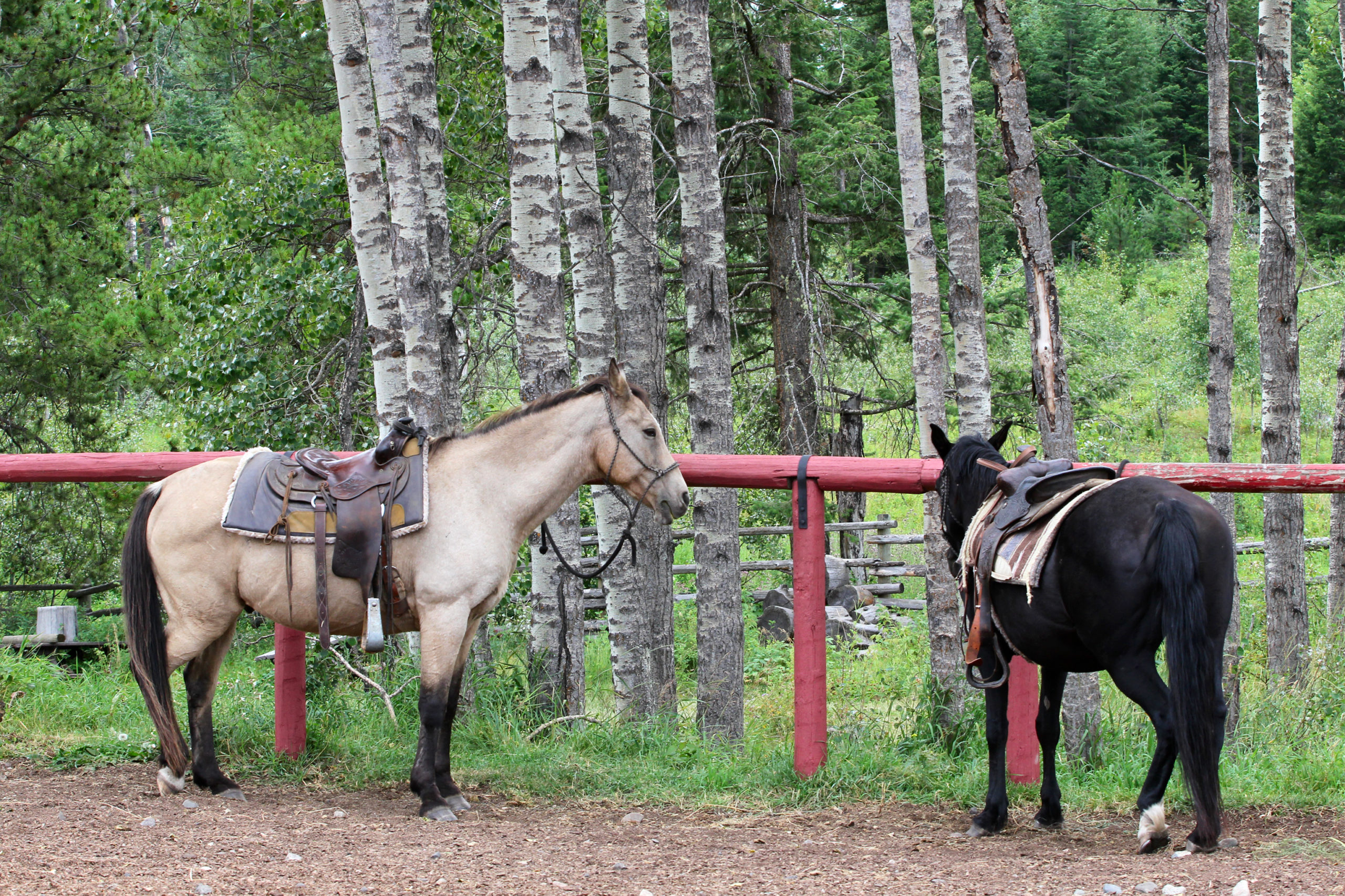 Alpine Meadows Stables