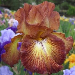 Horton Iris Garden