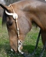 Willow Lake Ranch Equestrian Training