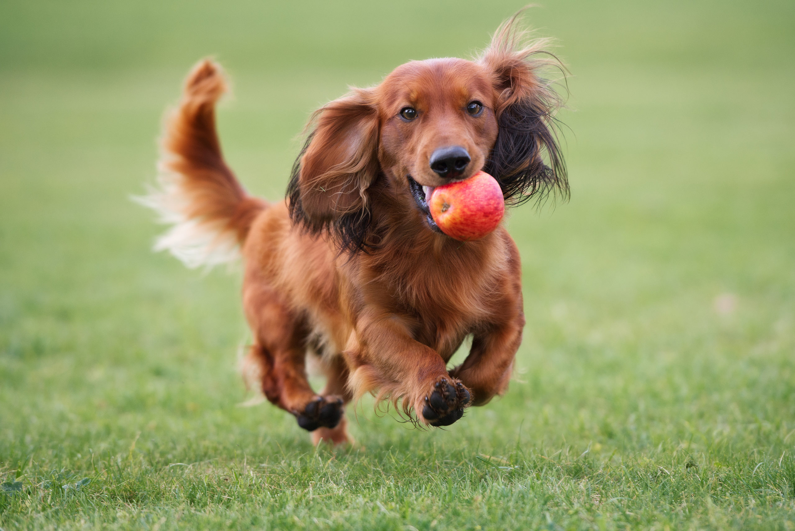 Foskett Regional Park & Foskett Dog Park