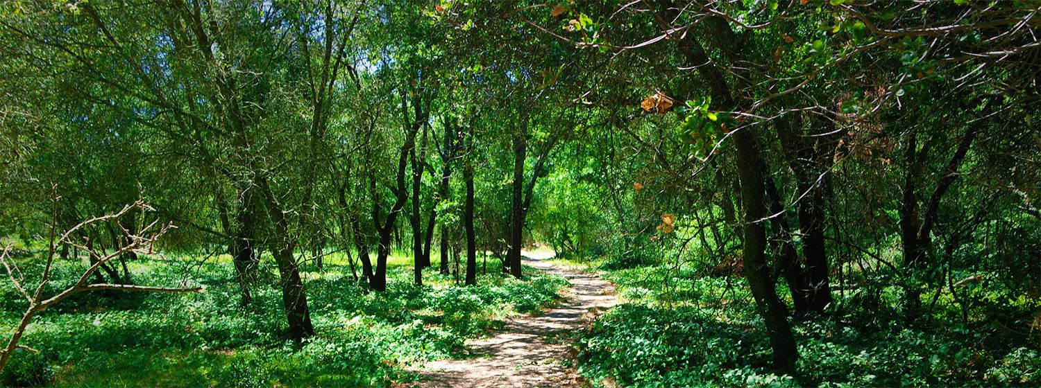 Miners Ravine Nature Reserve