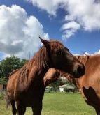 Sterling Pointe Equestrian Staging Area