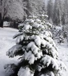 Snowy Peaks Tree Farm