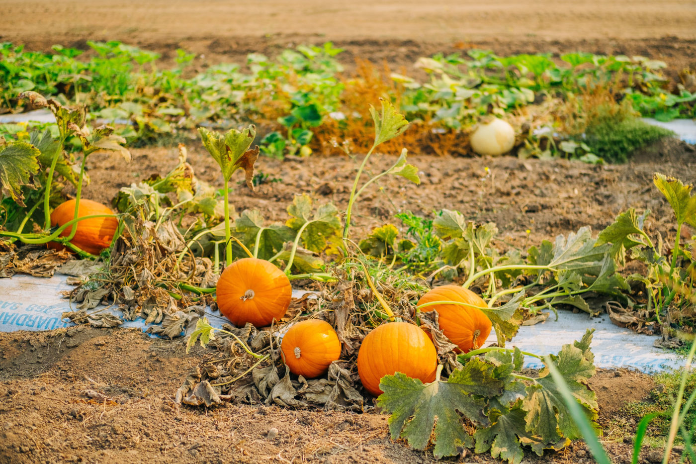 Placer County Pumpkin Patches
