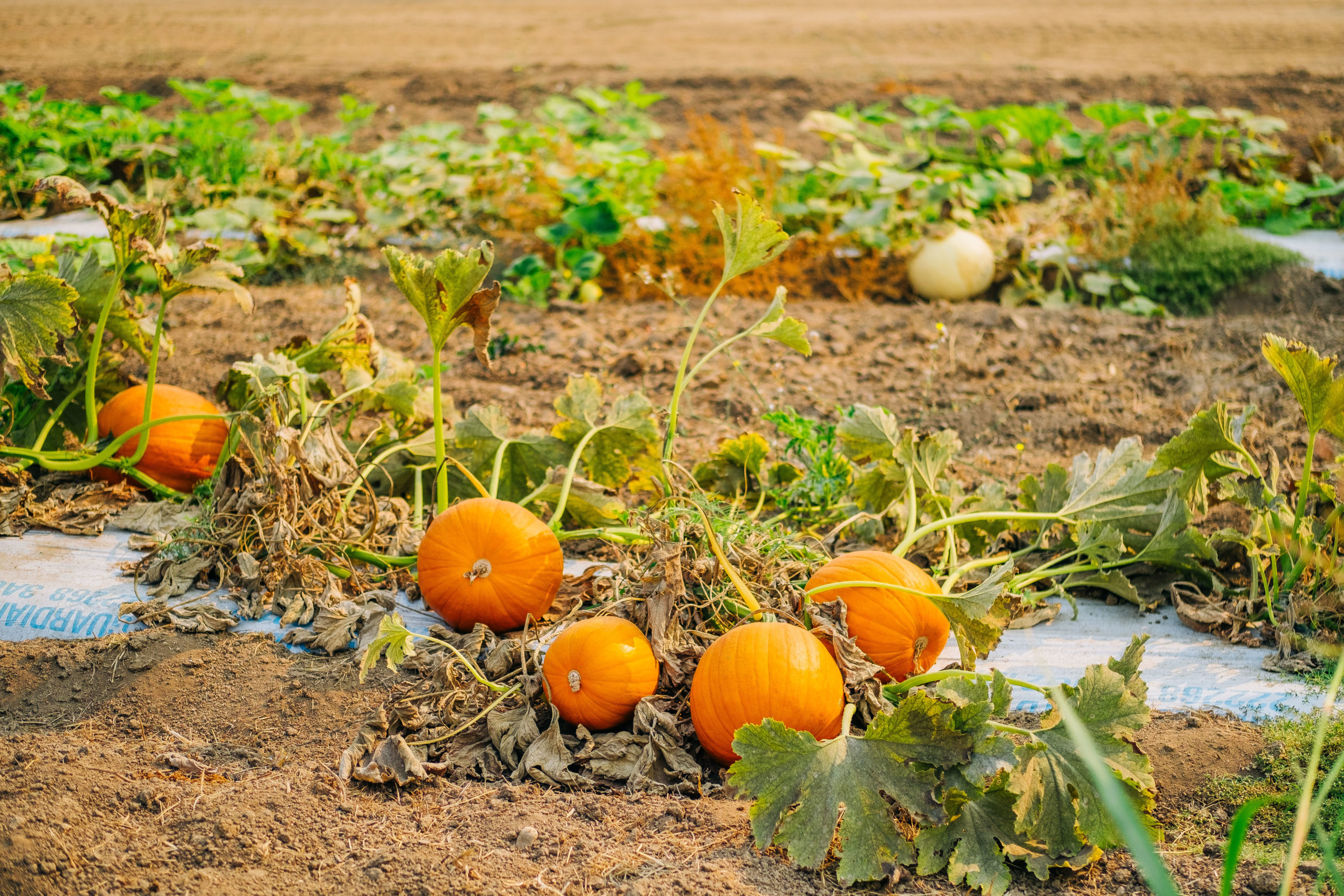 pumpkin patch