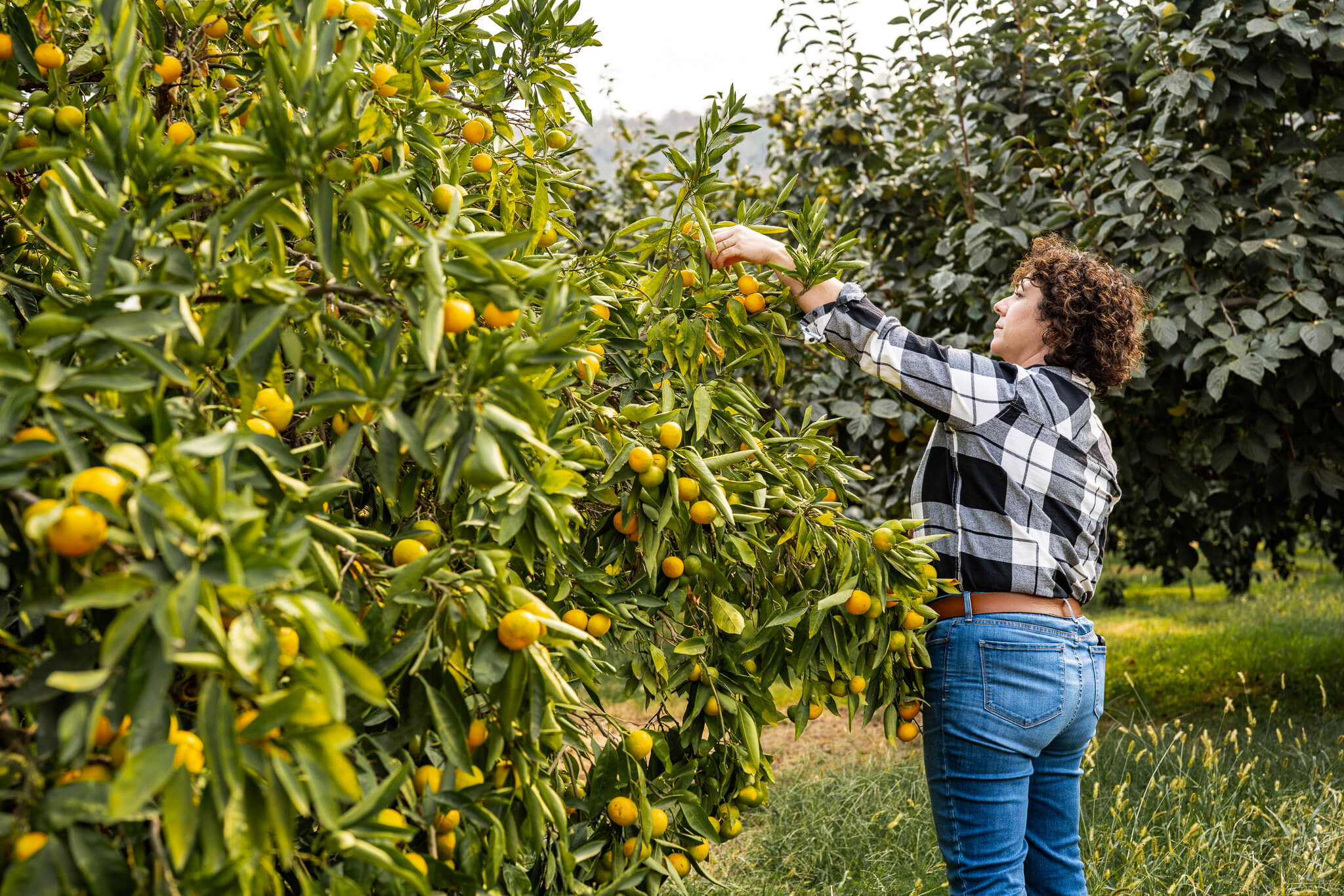 Twin Peaks Orchards