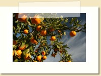 Mountain Mandarin Festival