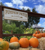 Pumpkin Patch at Deer Creek Farm