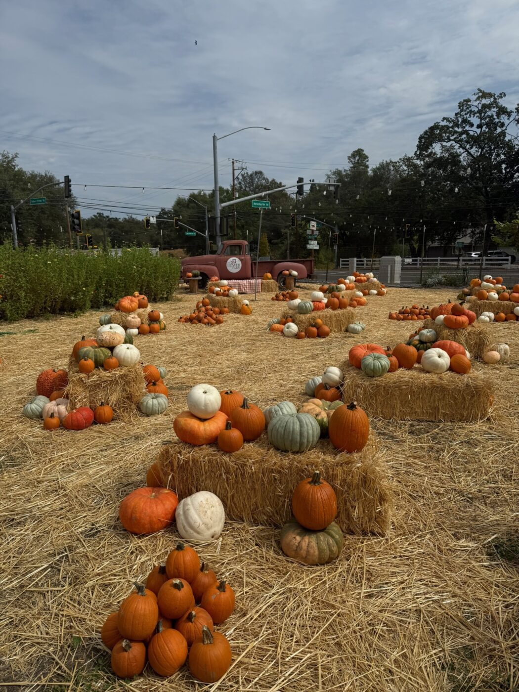 The Flower Farm Pumpkin Patch